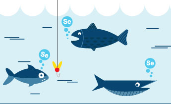 Kala on tärkeä seleenin lähde. Syötkö sitä tarpeeksi usein?