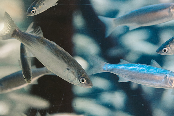 Two fish on a tray