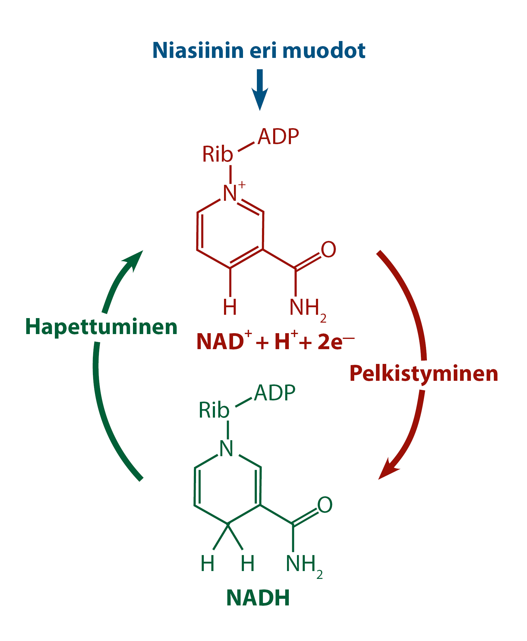 Illustration of the interaction between NAD+ and NADH and their precursor niacin